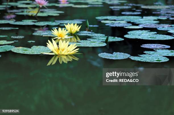 Nymphaea sp.