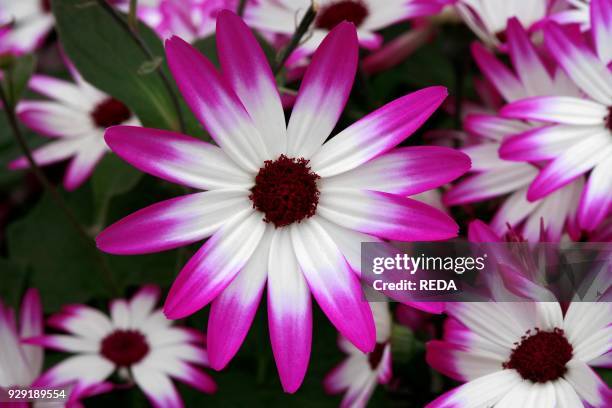 Pericallis X Hybrida "senetti".