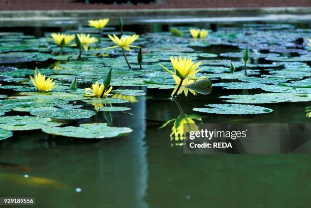 Nymphaea sp.