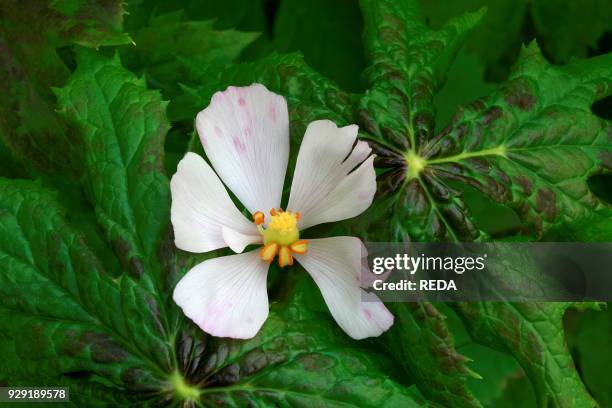 17 Ilustrações de Mandrake Flower - Getty Images