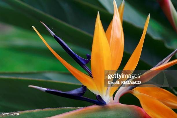 Strelitzia Reginae. Uccello Del Paradiso. Bird of Paradise. Crane Flower.