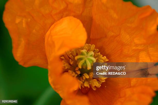 Papaver Atlanticum.