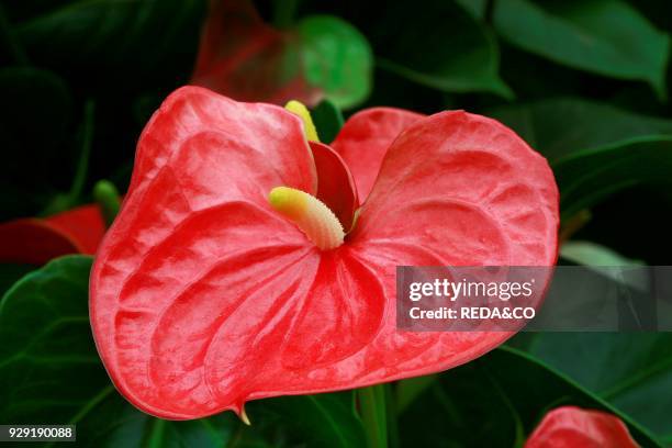 Anthurium Andreanum. Flamingo Flower.