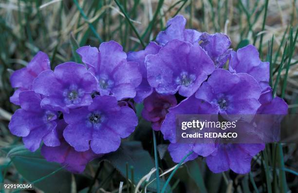 Pulmonaria Angustifolia. Alpi. Italy.