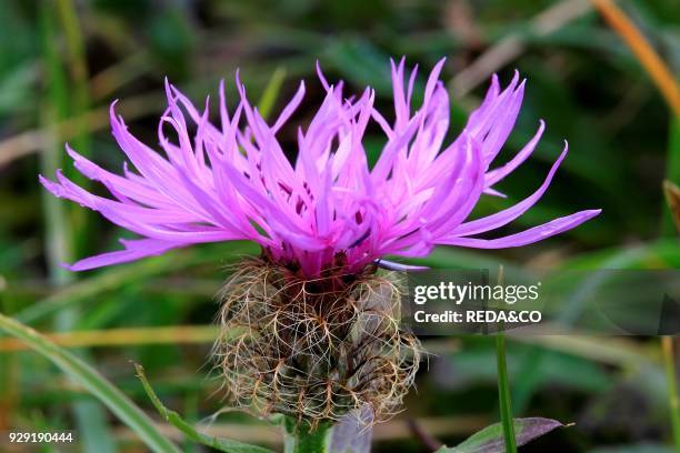 Centaurea Nervosa. Knapweed.