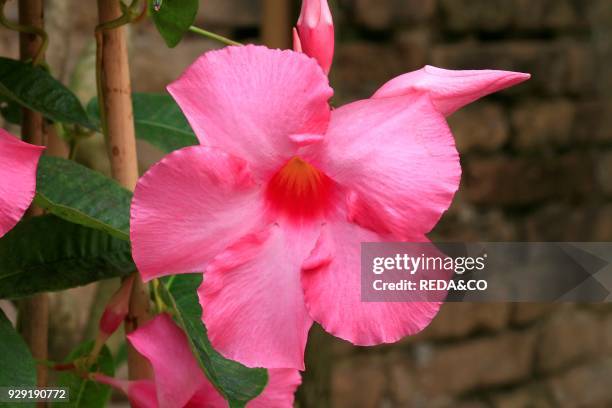 Mandevilla Splendens. Brasilian Jasmine.