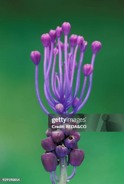 Muscari Botryoides. Italy.