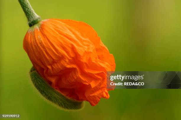 Papaver Atlanticum.