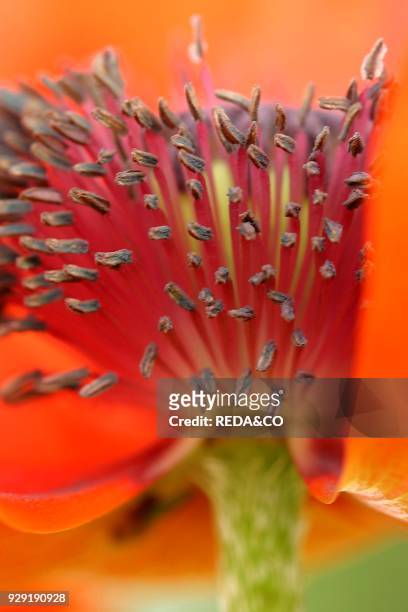 Papaver Orientale. Oriental Poppy.