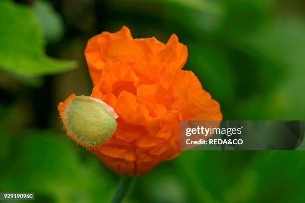 Papaver Atlanticum.