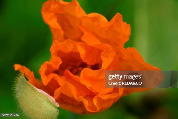 Papaver Atlanticum.