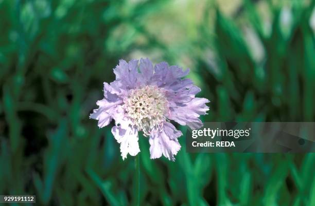 Scabiosa Caucasica.