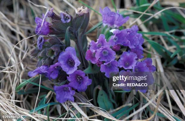 Pulmonaria Angustifolia. Alpi. Italy.