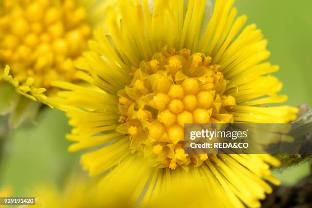 Tussilago Farfara. Coltsfoot. Farferugine.