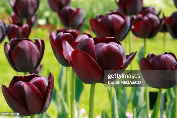 Tulipano Semplice Tardivo "black Diamond". Single Late Tulip.