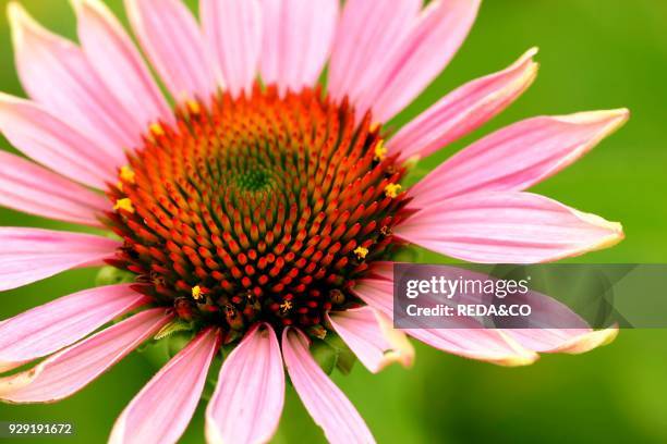 Echinacea Purpurea. Coneflower.