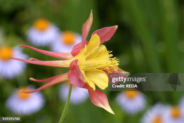 Aquilegia X Hybrida "mckana". Columbine.