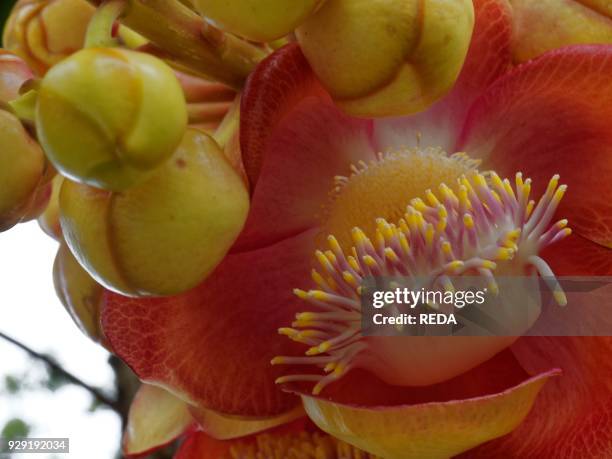 Cannonball Tree Flower. Couroupita Guianensis. Lecythidaceae. Plant. Tree. Chiang Mai. Thailand. Asia.