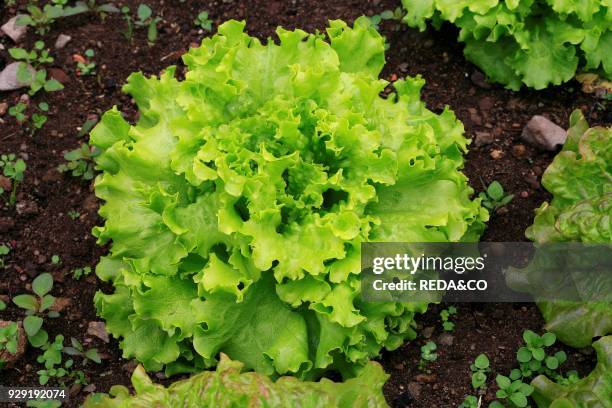 Lettuces "Gentilina bionda". Lettuce.