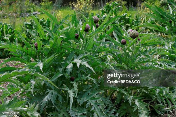 Cynara scolymus. Carciofo "Romanesco". Artichoke.