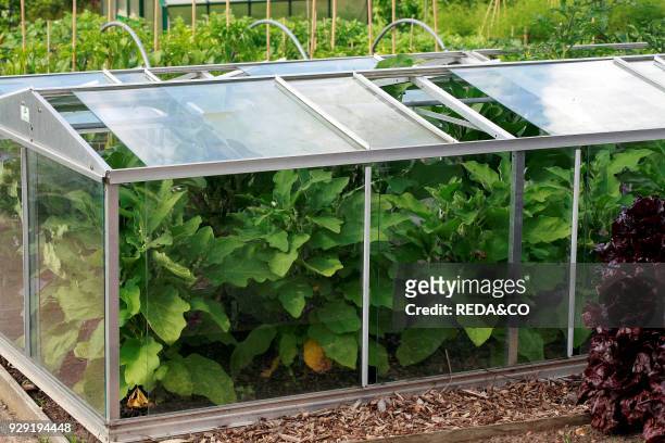 Small greenhouse with Eggplant.