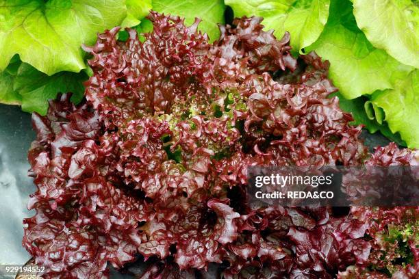 Lettuces "Lollo Rossa"Lettuce.