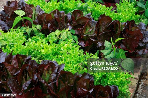 Lettuces "Marshall" e "Ashbrook" .