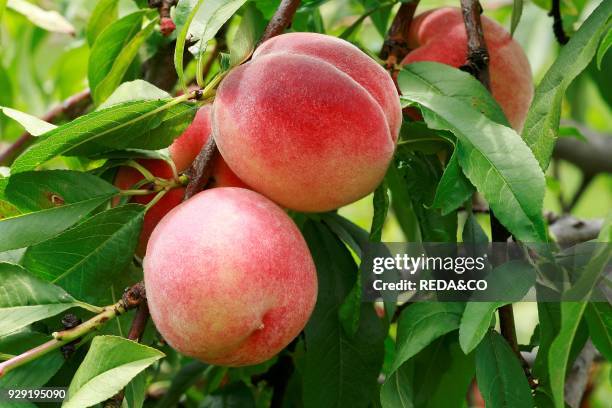 Prunus persica "Redhaven".