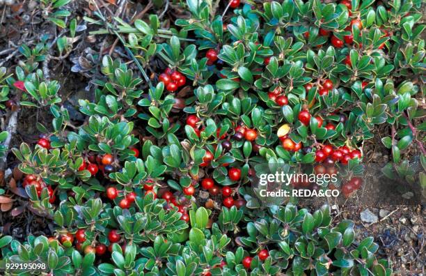 Arctostaphylos uva-ursi.