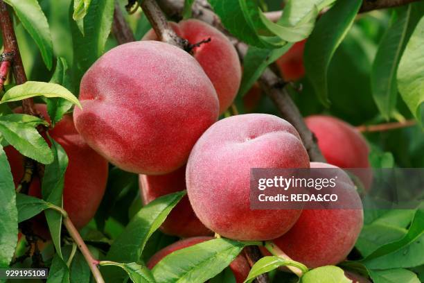 Prunus persica "Redhaven".