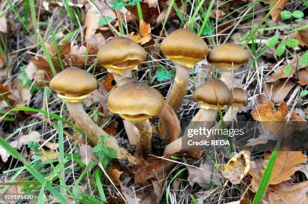 Armillaria mellea.