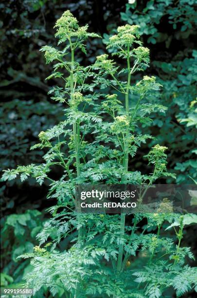 Conium Maculatum, Italy.