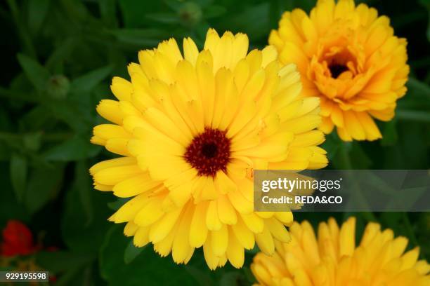 Calendula officinalis, pot marigold.