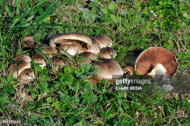 Andrea Innocenti/REDA/Universal Images Group via Getty Images)