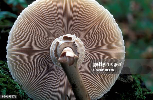 Lepiota procera.