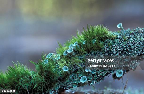 Cladonia Pyxidata. Lichen. Italy.