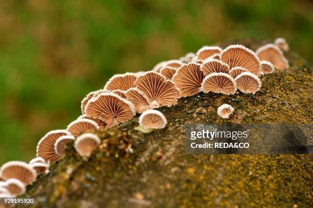 Funghi su tronco. Mushrooms on trunk.