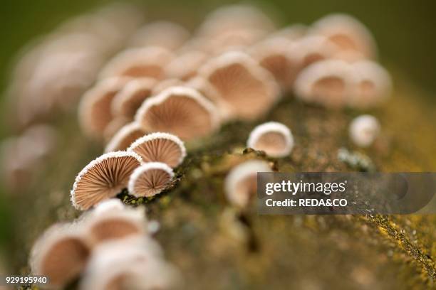 Funghi su tronco. Mushrooms on trunk.