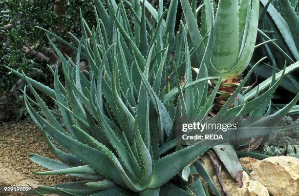 Aloe vera, Italy.