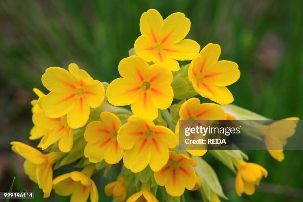 Primula Officinalis Photos and Premium High Res Pictures - Getty Images
