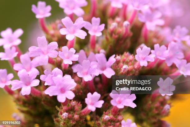 Verbena bonariensis.