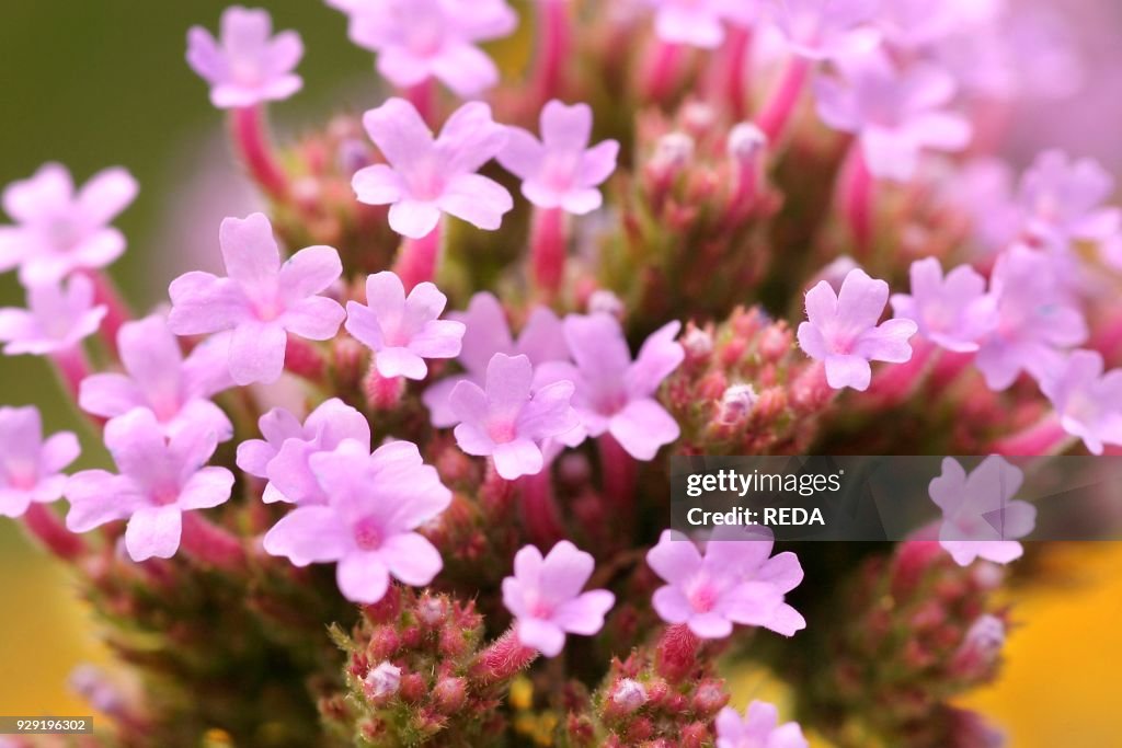 Verbena Bonariensis