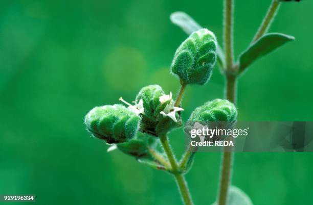 Origanum Majorana, Oregano, Italy.