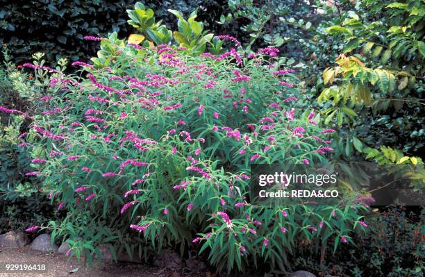 Salvia leucantha.