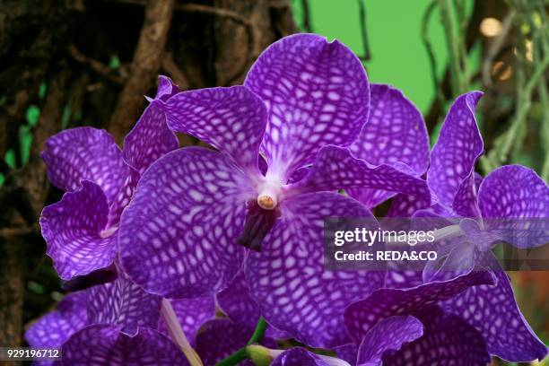 Vanda "delight Paphard". Orchid.
