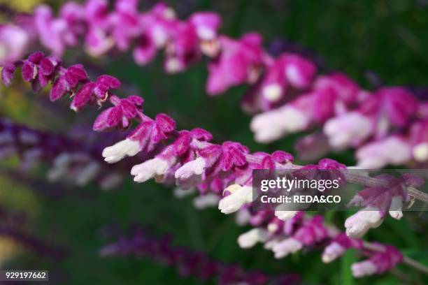 Salvia leucantha, sage.