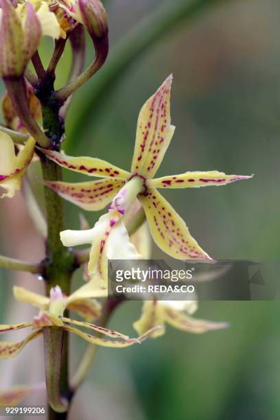 Epidendrum Stamfordianum. Orchid.