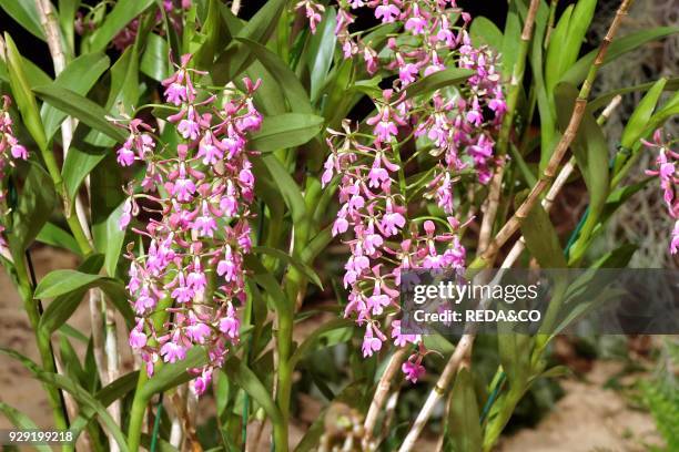 Epidendrum Cooperianum. Orchid.