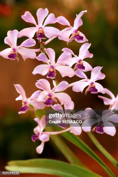 Vanda Coerulescens. Orchid.