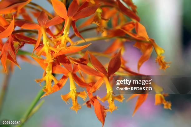 Epidendrum Cinnabarinum. Orchid.